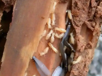久治白蚁防治公司分享新房入住防虫攻略，提前布局远离白蚁隐患